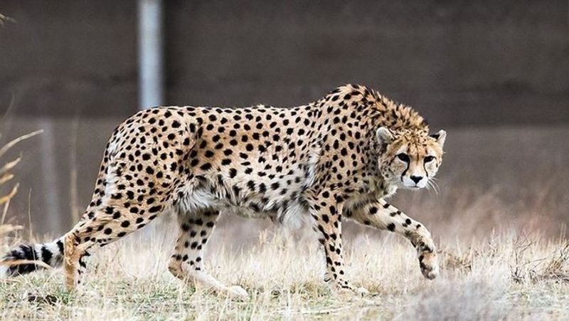 Leopard Back to Forest in Gundlupete in Chamarajanagara District