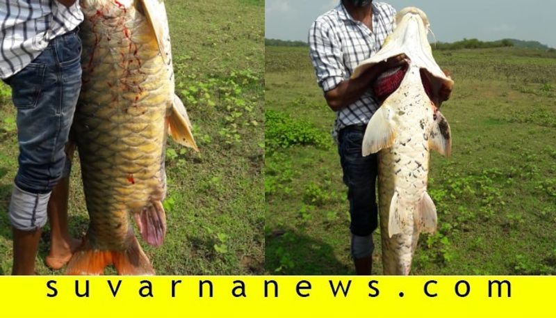 Fisheries department issues notice to people who ate Mahseer fish in Madikeri