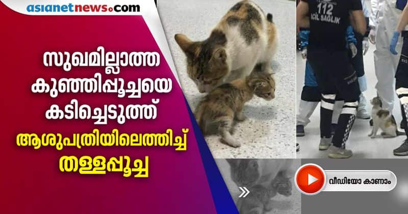 cat brings kitten to hospital