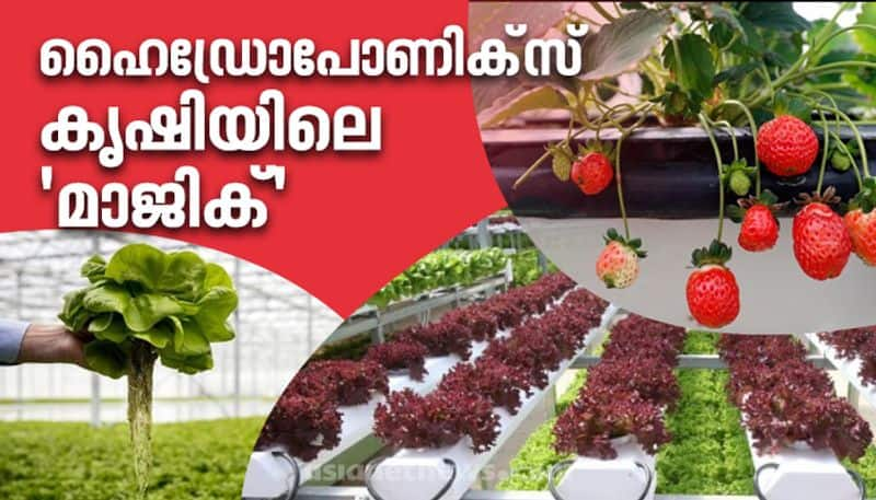 possibilities of parralel farming method hydroponics