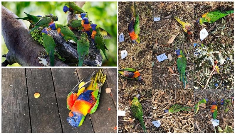 hundreds of lorikeets to drop out of the sky in Australia and dies experts forecasts virus threat