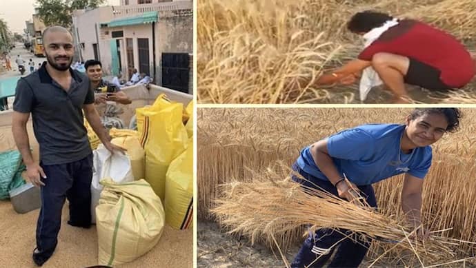 फसल पक कर तैयार, लॉकडाउन में नहीं मिल रहे मजदूर, खुद कटाई करने खेतों में उतरे इंटरनेशनल खिलाड़ी