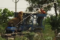 the tiger jumped on the tractor, driver saved himself