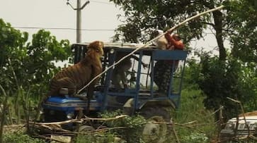 the tiger jumped on the tractor, driver saved himself