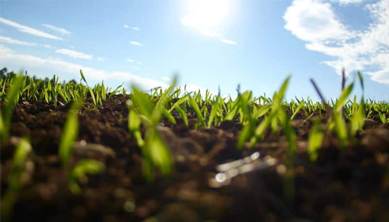 biological clock in plants