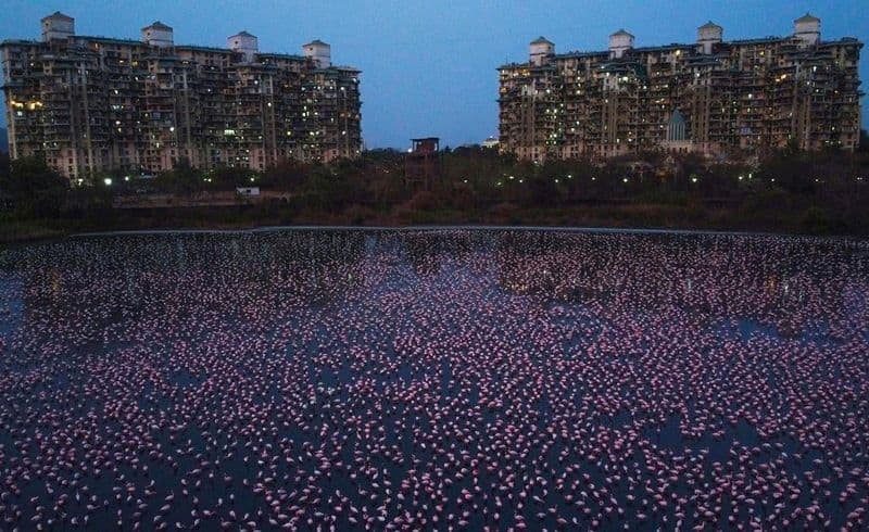 Thousands of flamingos paint Mumbai city pink amid coronavirus lockdown