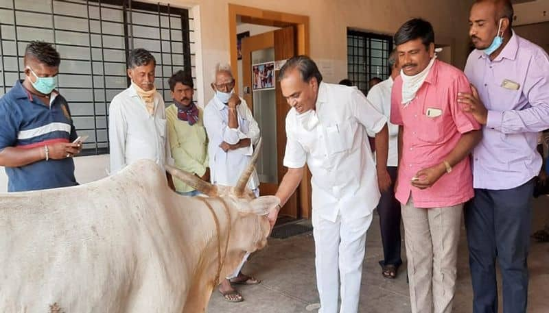 Ganagvati MLA Paranna Munavalli Celebrate His Birthday Pooja to Cow