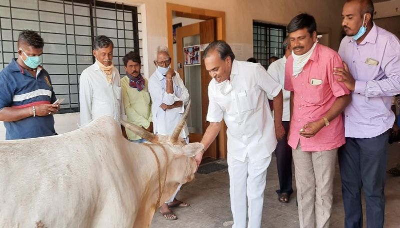 Ganagvati MLA Paranna Munavalli Celebrate His Birthday Pooja to Cow