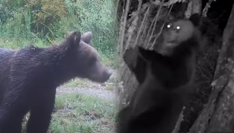 First brown bear spotted first time in 150 years in national park of Spain