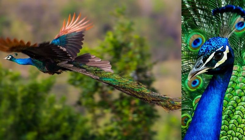 flying peacock video viral in twitter