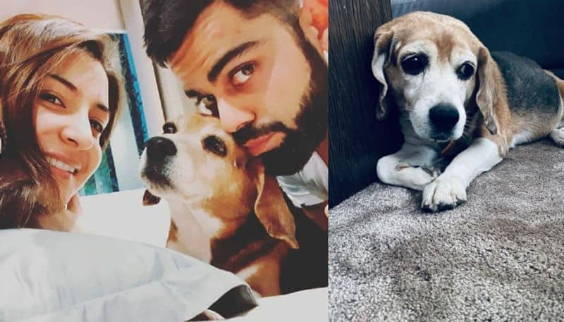 Gone to a better place Virat Kohli mourns death of pet dog Bruno