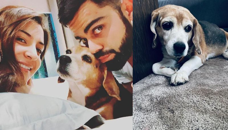 Virat Kohli mourns death of pet dog Bruno says graced our lives with love for 11 years