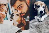 Gone to a better place Virat Kohli mourns death of pet dog Bruno