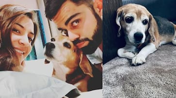 Gone to a better place Virat Kohli mourns death of pet dog Bruno