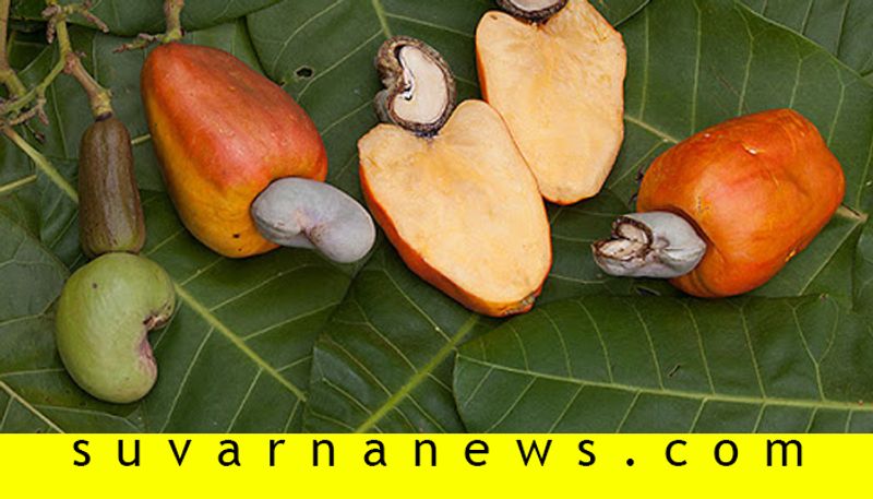 Health benefits of cashew fruit