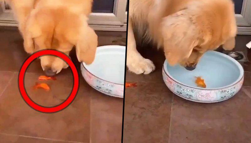 Dog saves two goldfish by putting it back in water; video goes viral