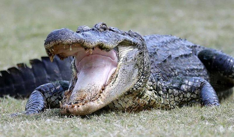 After monkey, crocodile hanged in Odisha, cut into pieces for 'meal'