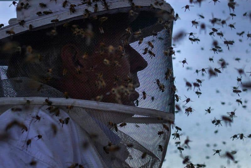 after the locust swarm, it is Murder Hornets killing bees in America loss of agriculture worth millions