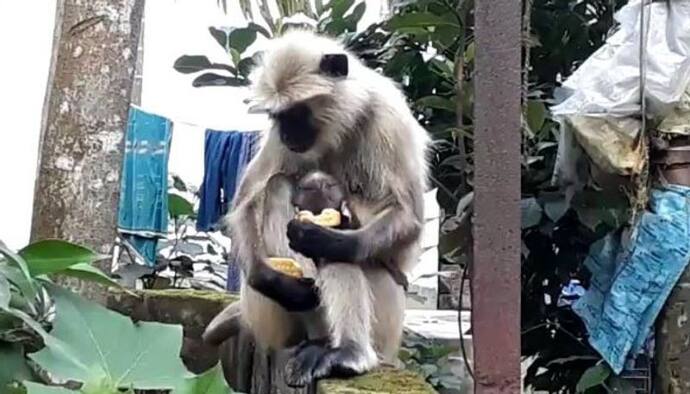 'আমার সন্তান যেন থাকে দুধে-বিস্কুটে', লকডাউনে খাবারের খোঁজে গৃহস্থ্য়ের দুয়ারে মা হনুমান