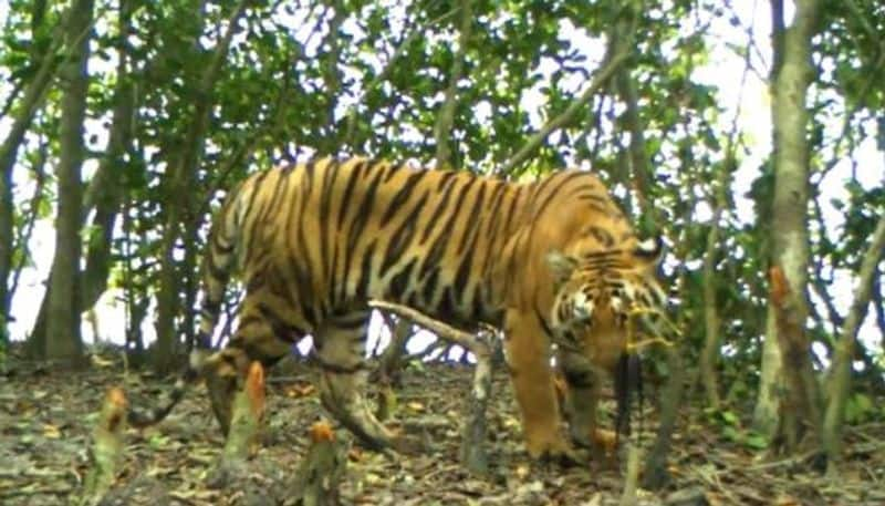 Tiger found in a farm in madikeri