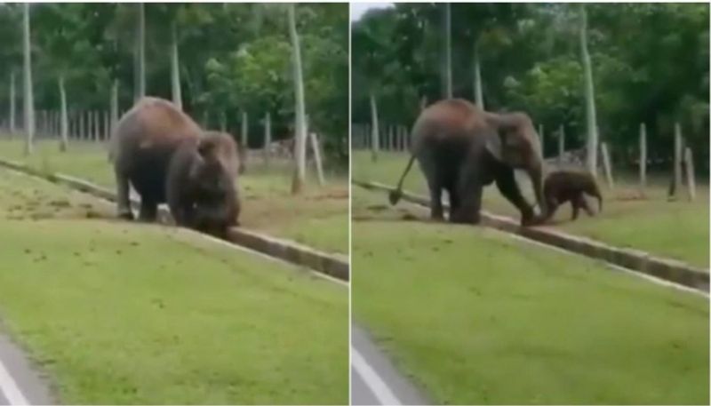 mother elephant rescues baby from water drain