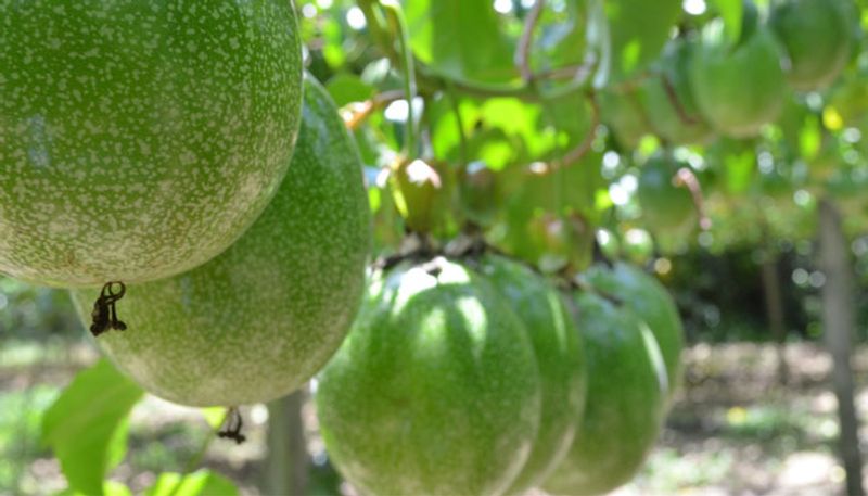 Passion fruit how to grow