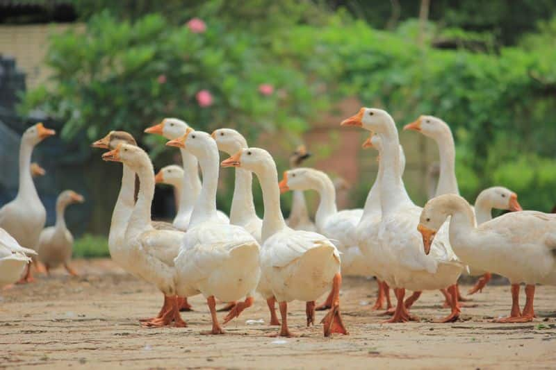 duck farming advantages