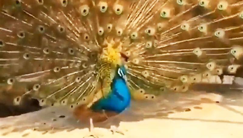 Peacock unfurls feathers to impress peahen; a sight to behold