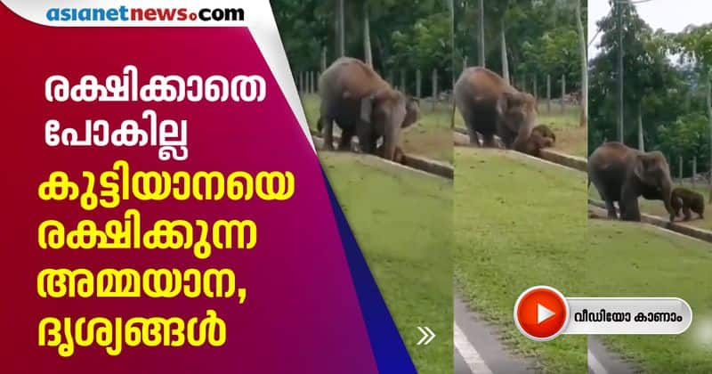 viral video of mother elephant rescuing baby elephant