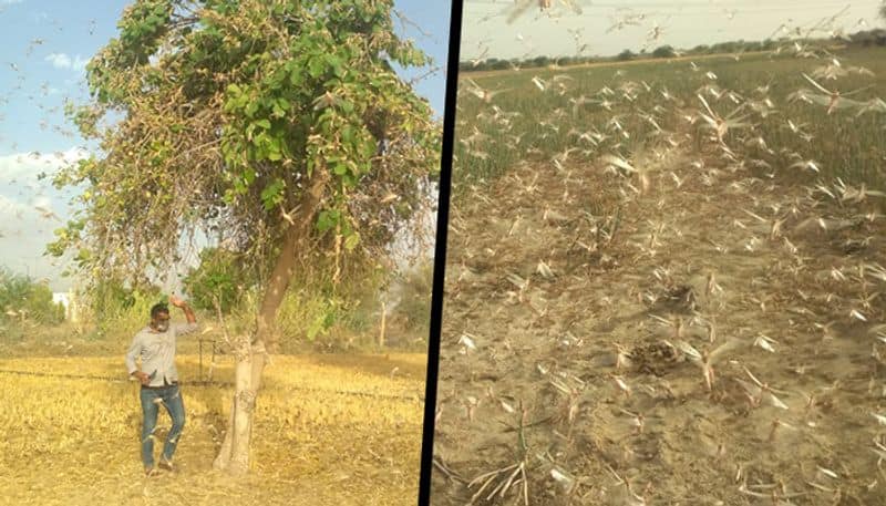 Battling coronavirus crisis Rajasthan faces locust invasion