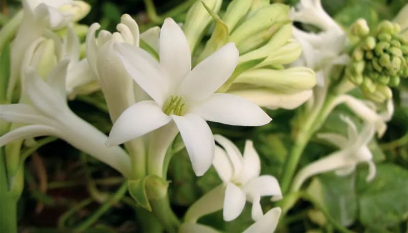 how to plant and care tuberose