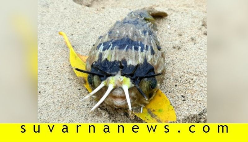 Longspine porcupinefish found in Beach side at Karwar