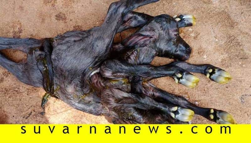 buffalo calf born in Haveri with two head and 8 legs