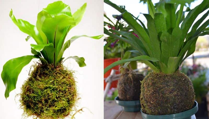 how to make kokedama