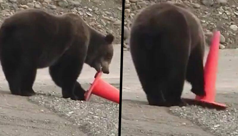 Bear picks up fallen traffic cone and keeps it on the road, watch this viral video