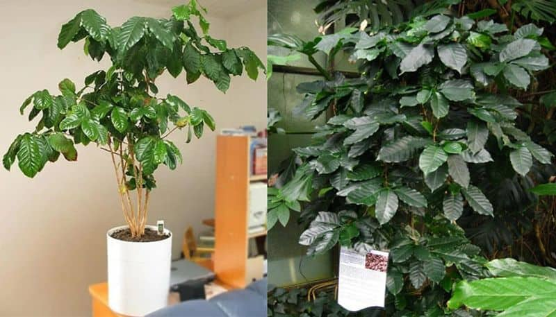 coffee plant as indoor plant