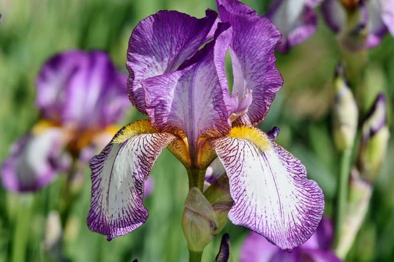 how to grow iris flower