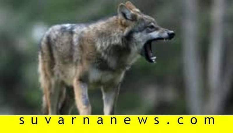 Wolf found in  Cauvery Wildlife Sanctuary chamarajnagar