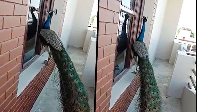 Rare sight: Peacock knocking window has netizens surprised; video goes viral