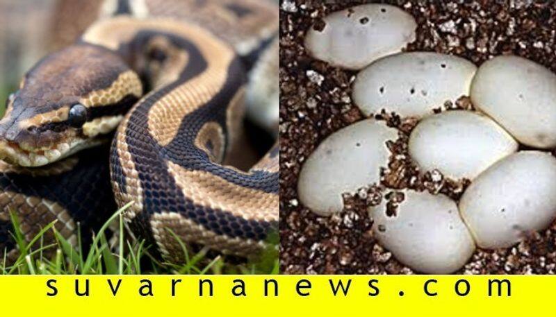 two python found in udupi with 31 eggs