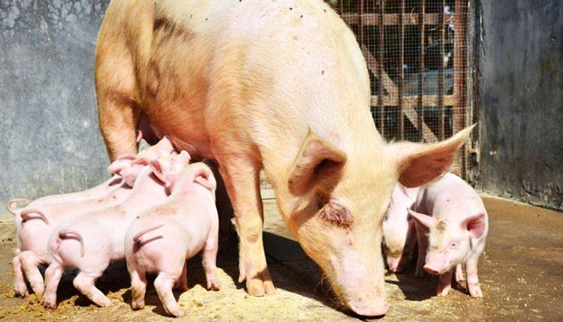 african swine fever precautions