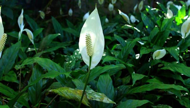 Peace Lily Plants indoor plants