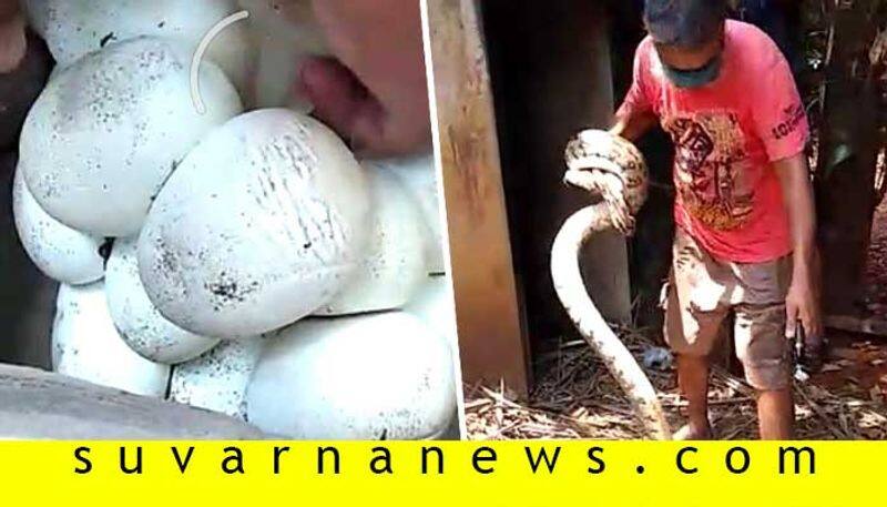 photo gallery of 2 big Python in udupi