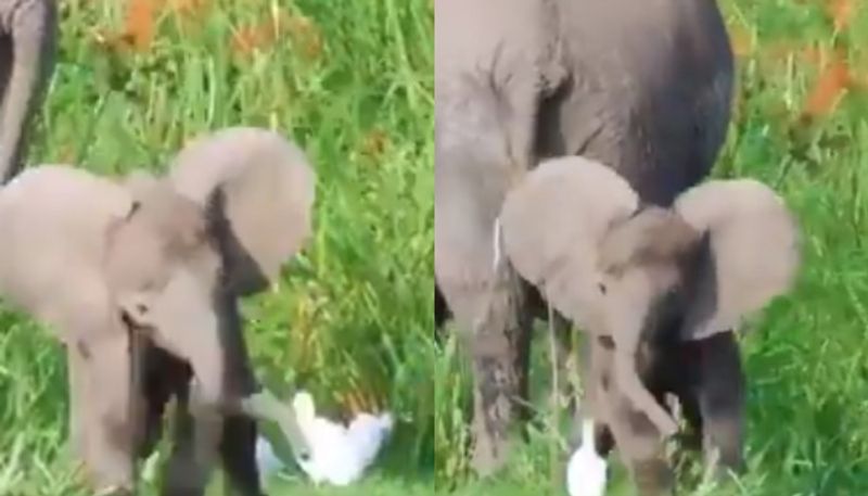 video of baby elephant playing with birds viral