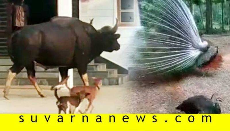 Buffalo deer and peacock roams freely in udupi