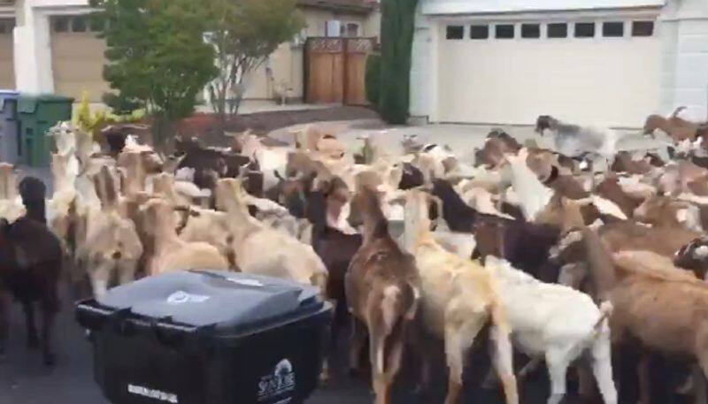 Watch 200 goats escape quarantine roam streets of San Jose during coronavirus lockdown