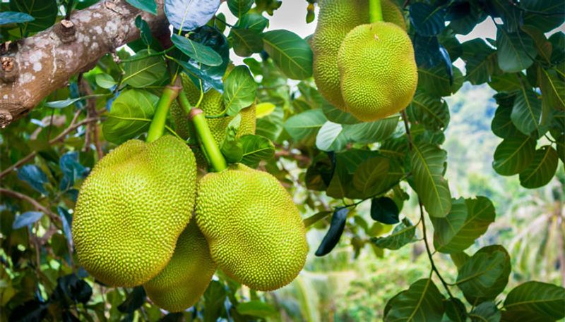 jack fruit cultivation tip