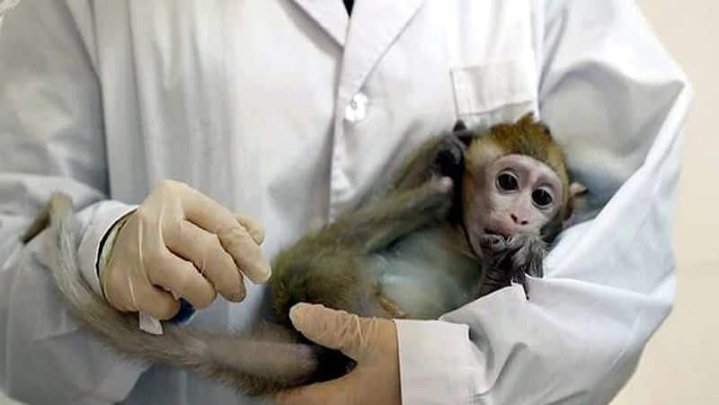 Oxford University Coronavirus vaccine test on monkeys shows promise