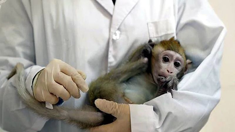 Oxford University Coronavirus vaccine test on monkeys shows promise