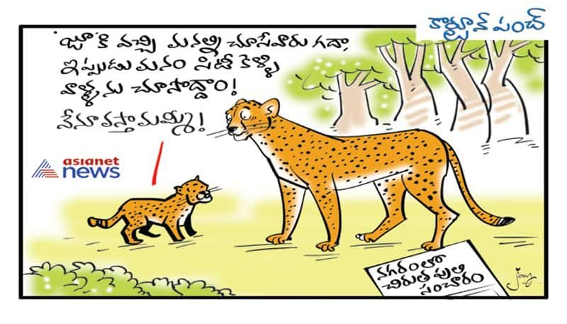 Cartoon punch on Leopard roams in hyderabad